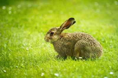 Easter Bunny Origins: Rabbit History, Habitats and Habits